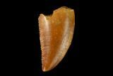 Serrated, Raptor Tooth - Real Dinosaur Tooth #149082-1